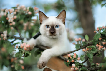 Cat on the background of the sky and Apple blossom in spring