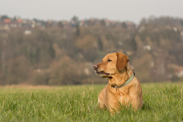 A Labrador retriever lies in a meadow