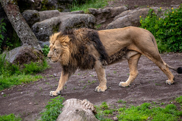 Löwe läuft herum