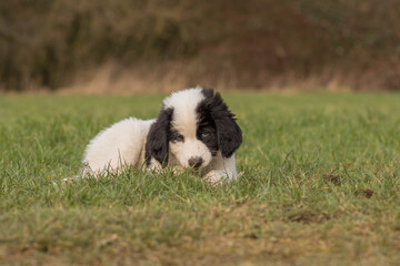 A Landseer Bernhardiner puppy lies on a meadow