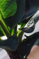 Potted banana plant close up textured leaf.