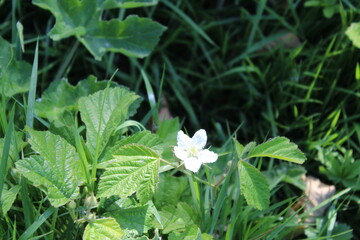 white flowers in the forest