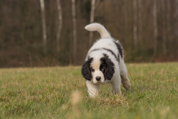 A Landseer St. Bernard puppy runs over a meadow