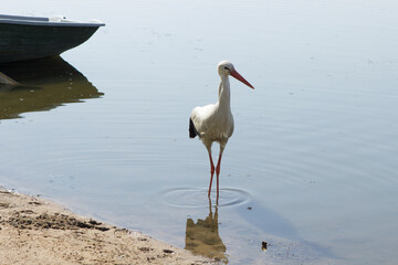 White stork stands in water next to the boat at full height. Summer, city park, lake or river.
