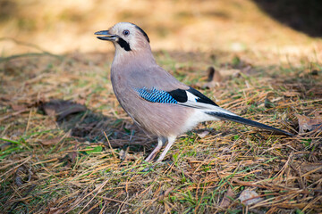 Eurasian jay bird in Kislovodsk park