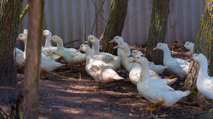 White ducks walking in paddock. Duck looking for grains while walking in paddock on farm