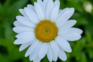 Obraz premium Full bloom white daisy