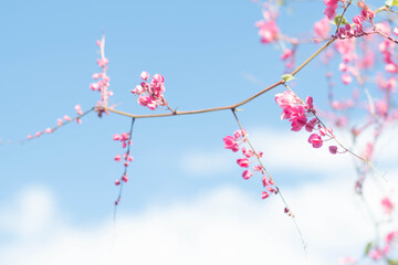 Beautiful Bright Pink oriental flower Cherry Blossoms botany against outdoors  Blue Sky in spring. Abstract romantic feeling.