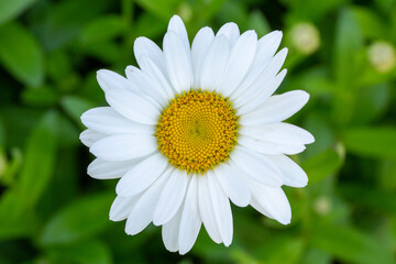 Obraz premium Full bloom white daisy