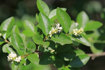Leaves and ripening fruits on branches of Mahonia aquifolium