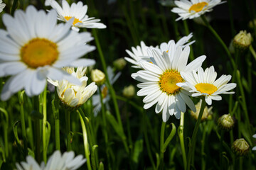 Field of daisies