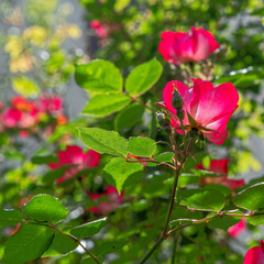 vibrant red wild roses closeup in the garden with lens blur and some light bubbles