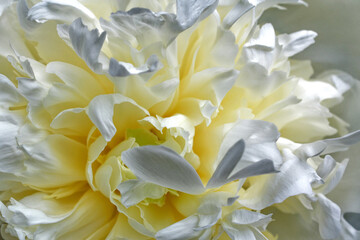Close-up view of a white peony