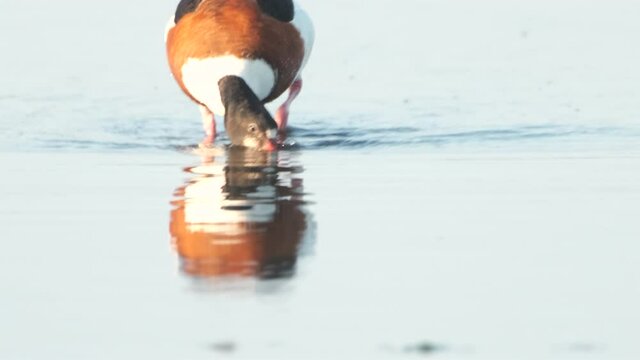 Common shelduck (Tadorna tadorna) bird in the new Reevediep nature reserve near Kampen, Overijssel, during a beautiful springtime evening.