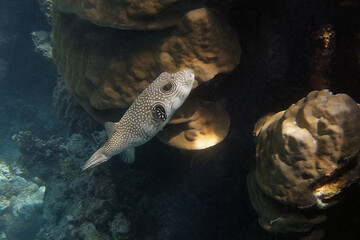White-spotted puffer (Arothron hispidus) in Red Sea © André LABETAA
