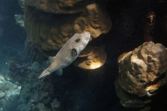 White-spotted puffer (Arothron hispidus) in Red Sea