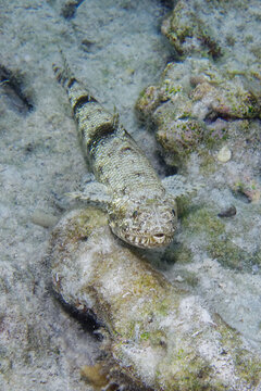 Gracile Lizardfish (Saurida Gracilis) In Red Sea