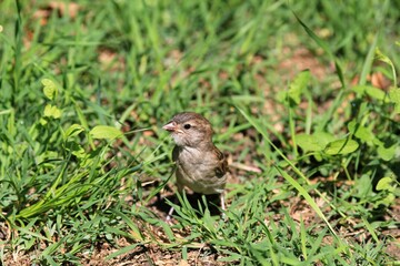 Young female Passer domesticus in a clearing with green grass