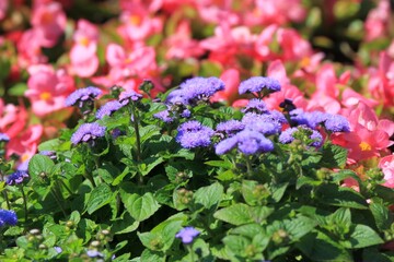 Blue Ageratum flowers on a pink background in the garden