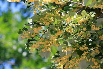 Linden branches with flowers and leaves against the sky