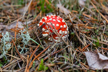Aminata Muscaria (Fly Agaric), Poisonous Mushrooms. The photo is taken on a natural backdrop in the autumn forest - a moss, a needle, a lichen, autumn leaves