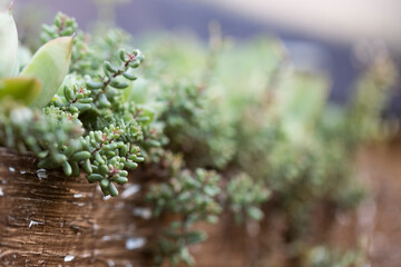 natural close up macro copy space shot of a bunch of green sedum reflexeum or rupestre (Jenny's stonecrop, blue stonecrop, stone orpine or prick-madam) succulent plants from a ragged brown wooden pot