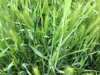 Fototapeta na wymiar Different types of young herbs: oats, wheat, nettle. Roadside grass.