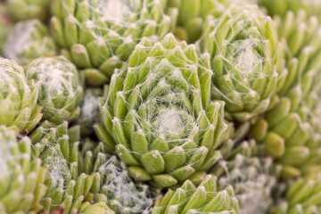 filled frame top view close up background wallpaper macro shot of a bunch of bright green sempervivum arachnoideum (cobweb houseleek) succulent plants with hens, chicks forming beautiful patterns