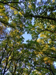 trees in autumn