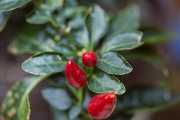 filled frame close up macro shot of an isolated bunch of red hot spicy paprika chili peppers hanging on a branch with green leaves around on a bokeh blurred natural background of foliage and stems