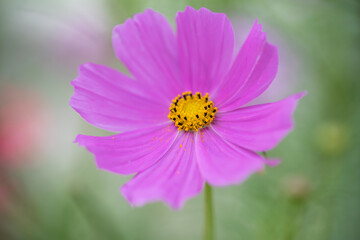 Fototapeta premium Pink Cosmos flower macro beauty