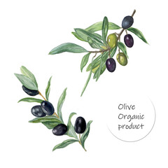 Olive branches with fruit. watercolor illustration.