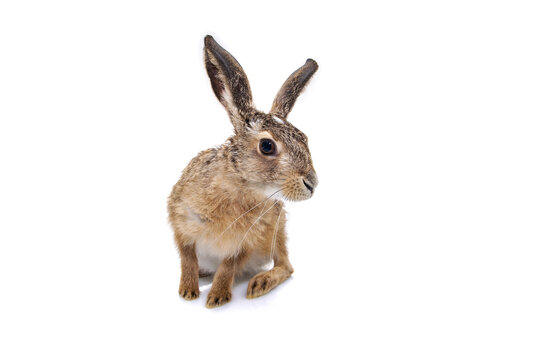 Hare rabbit isolated on white background 