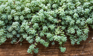 filled frame macro wallpaper shot of a slowly spreading blue green sedum brevifolium succulent plant (also called jelly bean) with branches, leaves and beans in a brown old ragged wooden vase
