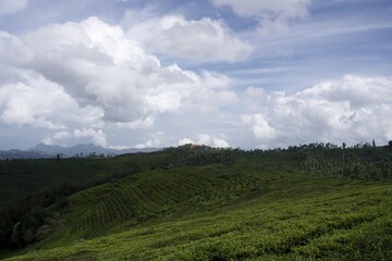 Nature with landscape and tea garden 