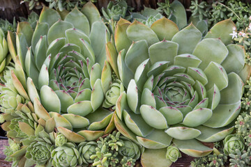filled frame top view close up background wallpaper macro shot of two rosettes of pale green sempervivum tectorum (common houseleek) succulent plants with large hens surrounded by small chicks © Liza
