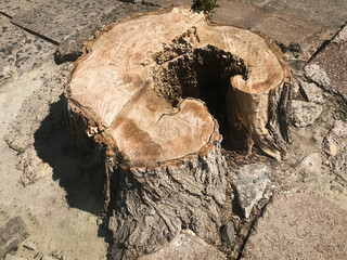 Section of the trunk with annual rings and with bark and green sprout on the asphalt. Unusual shape stump of oak tree felled. Saw cut wood with a natural texture in the shape of rings. Felled tree.
