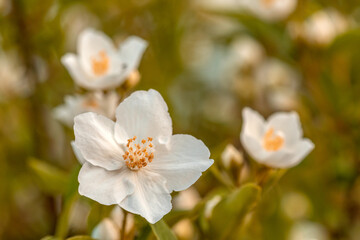 Beautiful white flowers in the park
