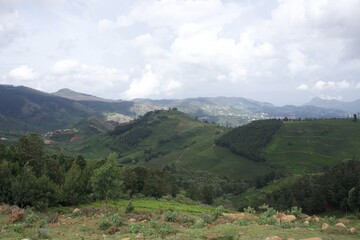 Fototapeta premium Nature with landscape and tea garden 