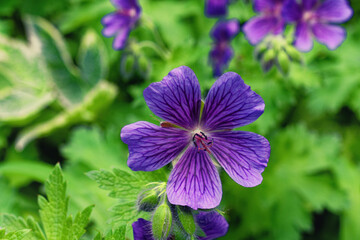 Malva flower close up