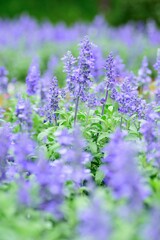 Fototapeta premium Macro details of Blue Lavender flowers with blurred field background