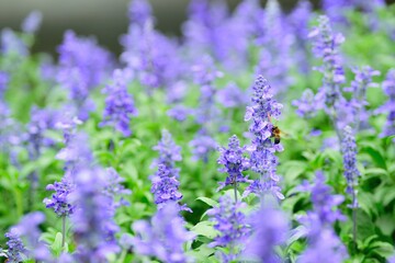 Nature background of Honeybee collecting nector in Lavender garden