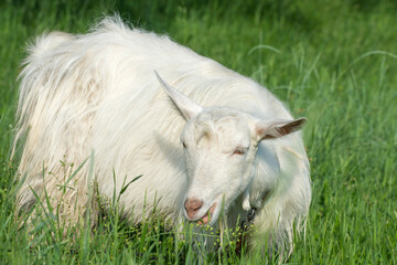 Obraz premium The white goat grazes in the meadow. Breeding goats on a home farm. Close-up photo.