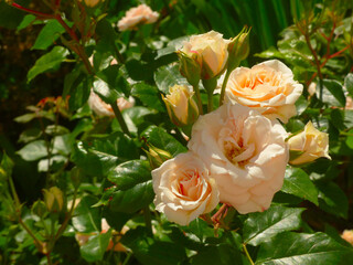 pink roses bush