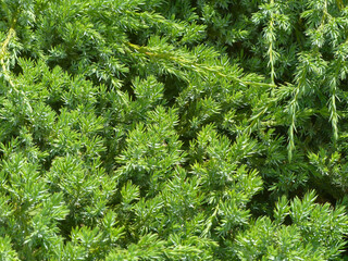 green pine needles
