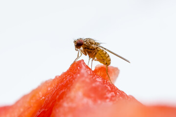 Tropical Fruit Fly Drosophila Diptera Parasite Insect Pest on Ripe Fruit Vegetable Macro