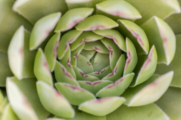 Fototapeta premium top view close up filled frame macro wallpaper shot of a sempervivum tectorum (common houseleek) succulent plant with short thick green leaves, red purple tips forming beauituful shapes and patterns
