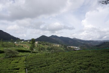 Fototapeta premium Nature with landscape and tea garden 