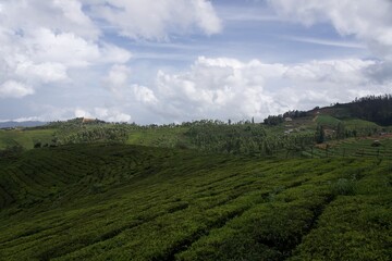 Nature with landscape and tea garden 