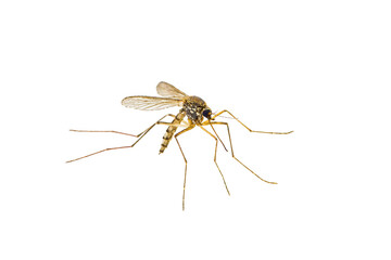 Dangerous Malaria Infected Mosquito Isolated on White, Leishmaniasis, Encephalitis, Yellow Fever, Dengue Disease, Mayaro, Zika, EEEV or EEE Virus Infectious Culex Mosquito Parasite Insect Macro
